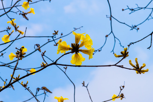 黃花風(fēng)鈴