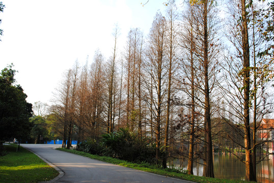 樹林 植物園公路