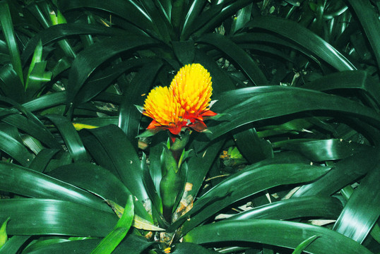 綠色植物