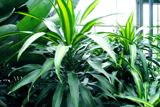 綠色植物 熱帶植物
