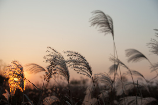夕陽荻花