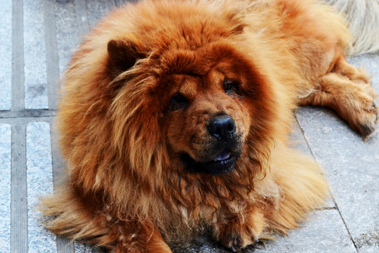松獅犬