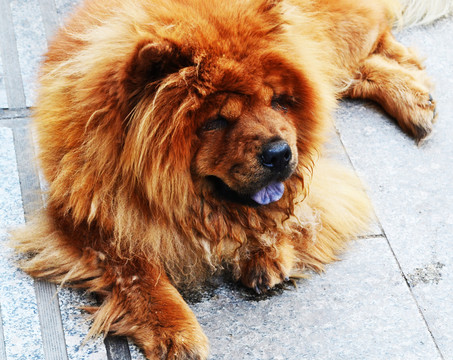 松獅犬