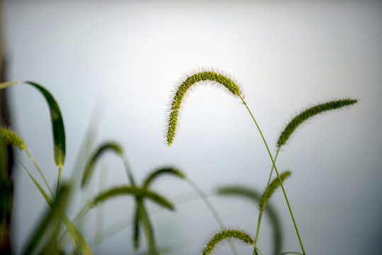 綠草
