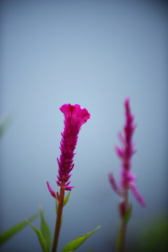 雞冠花