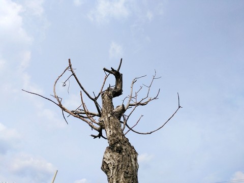 枯樹