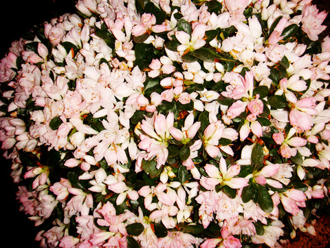 花卉