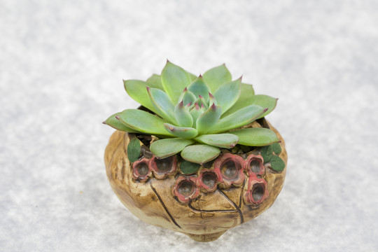多肉植物花月夜