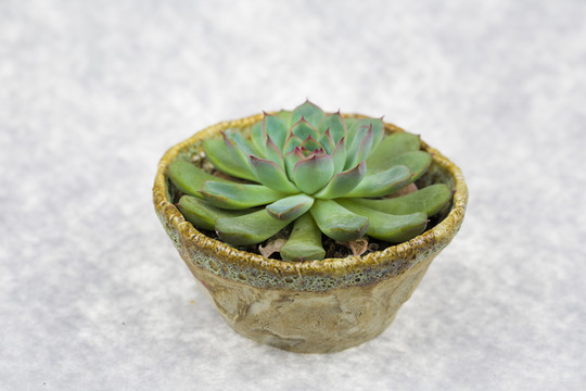 多肉植物靜夜