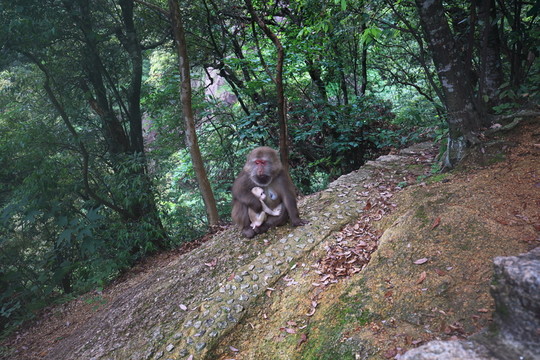 猴子 黃山猴