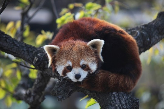 小熊貓