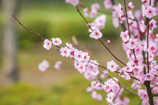 櫻花