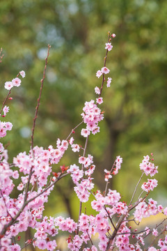 櫻花