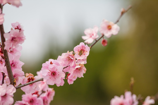 浪漫櫻花