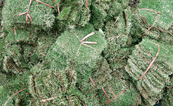 草地 種植
