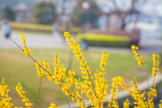 黃花
