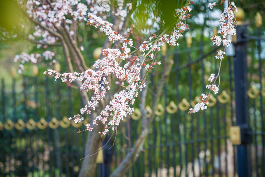 櫻花