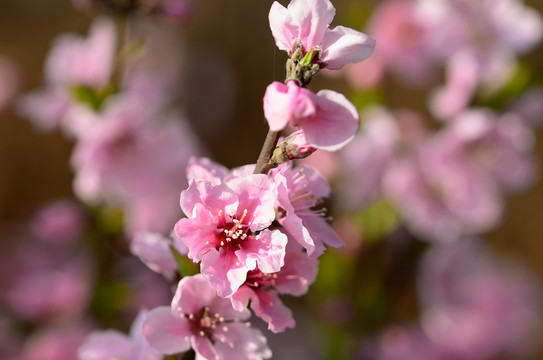 桃花春色