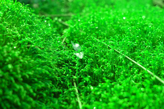 苔蘚