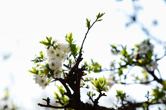 李花