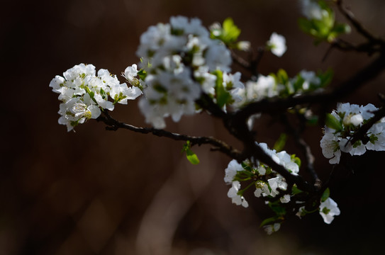 李花