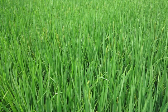 水稻田 稻花