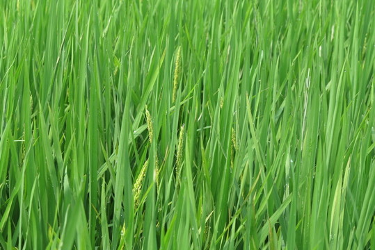 水稻田 稻花
