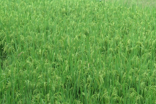 水稻 稻田
