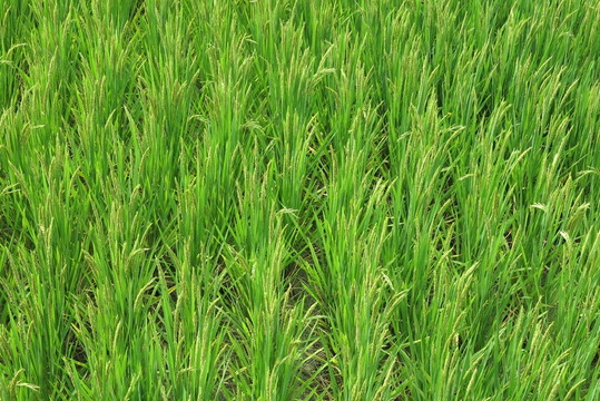 稻花 水稻田