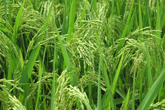 稻穗 稻花
