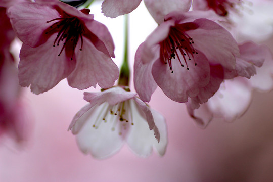 櫻花