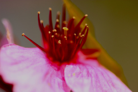 櫻花