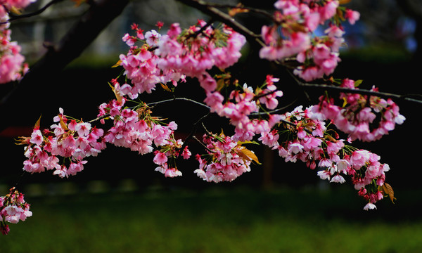 櫻花