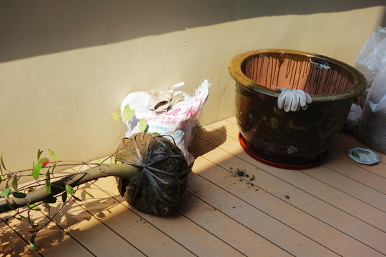 屋頂花園種樹