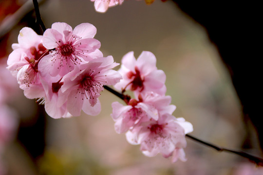 梅花