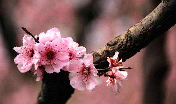 梅花