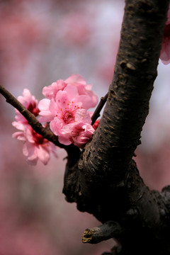 梅花