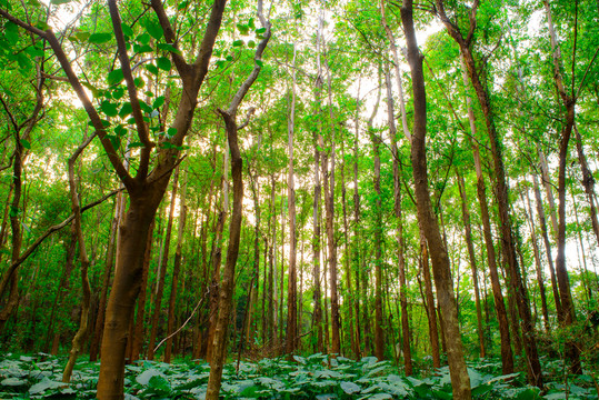 桉樹林