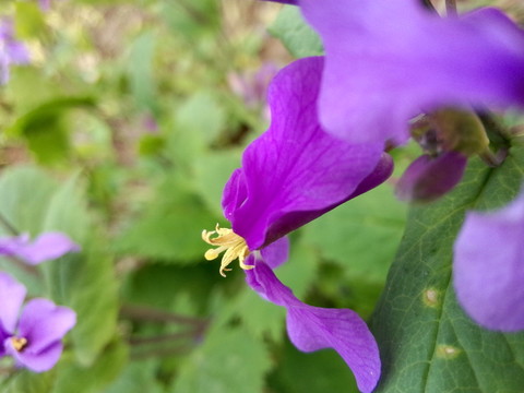迎春花
