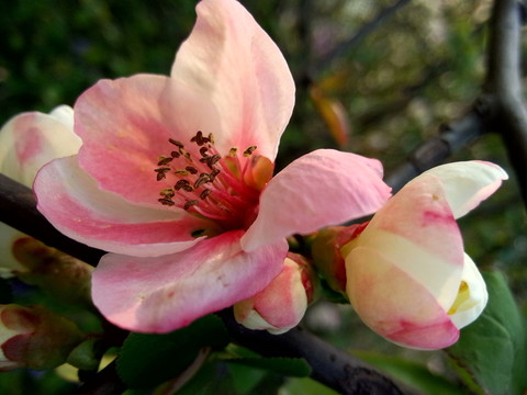 山茶花
