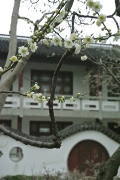 莘莊公園梅花