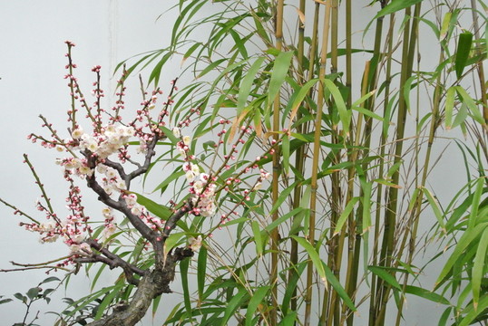 梅蘭竹