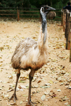 鴯鹋 鳥(niǎo)類 動(dòng)物世界