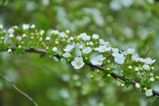 白色小花