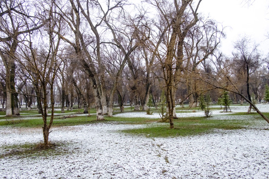 春雪