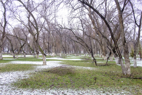 春雪