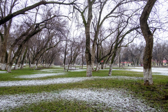 春雪