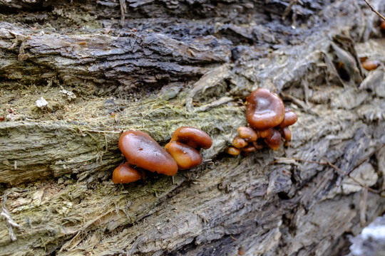 野生蘑菇