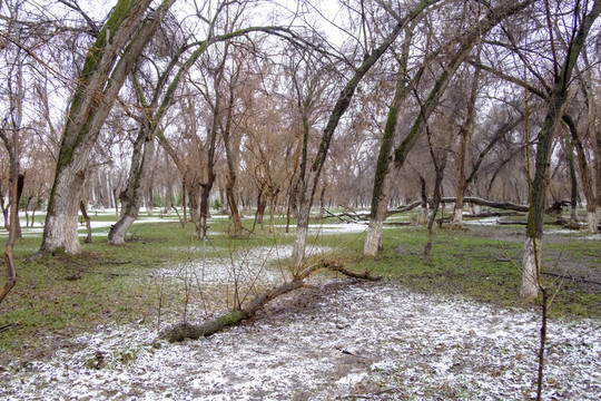 春雪