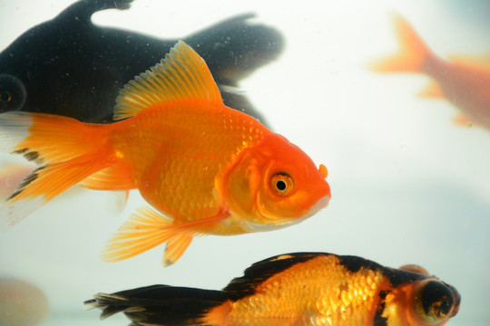 金魚(yú)